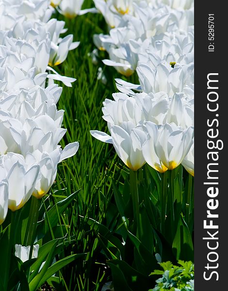 Really nice white tulips in grass. Really nice white tulips in grass