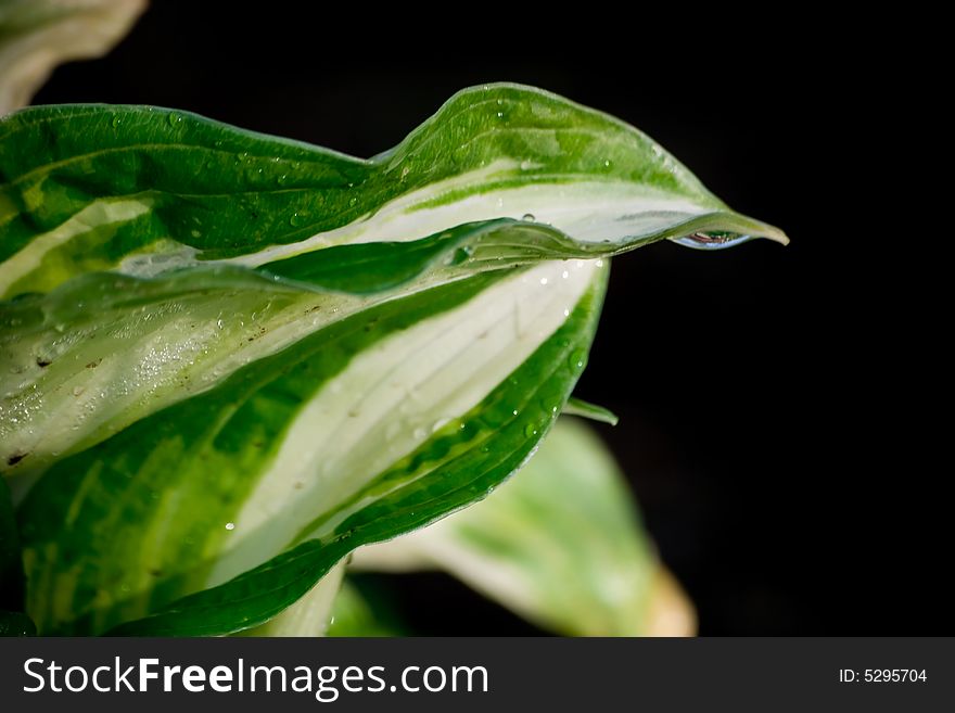 Part of green leaf isolated on black