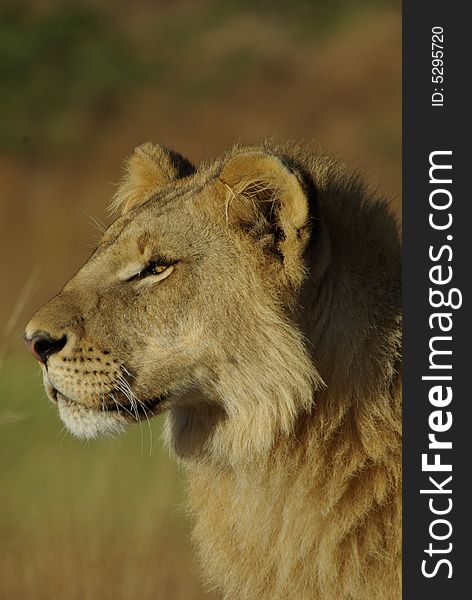 A young male african lion