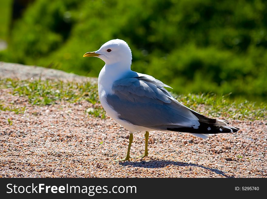 Nice gull on the ocean beach. Nice gull on the ocean beach