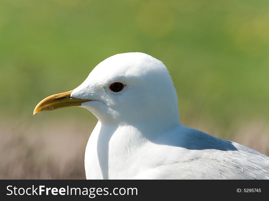 Sea-gull Close-up