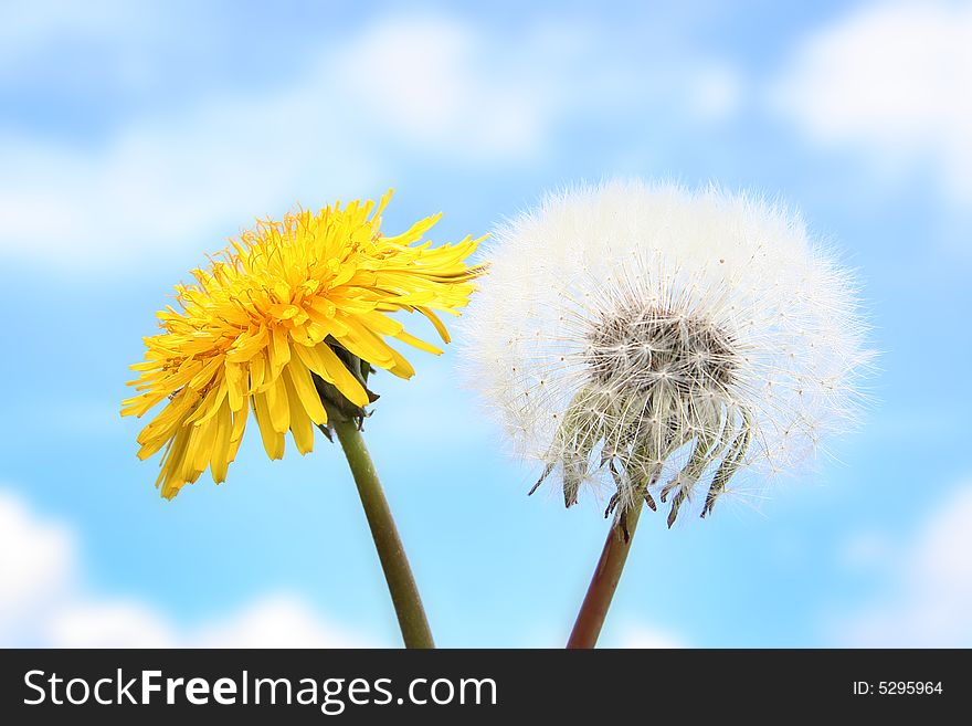 Yellow and white dandelions outdoors. Yellow and white dandelions outdoors