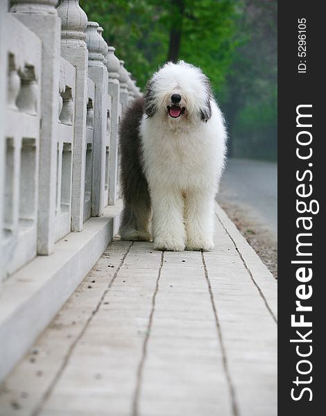 A beautiful english old sheepdog,outdoors