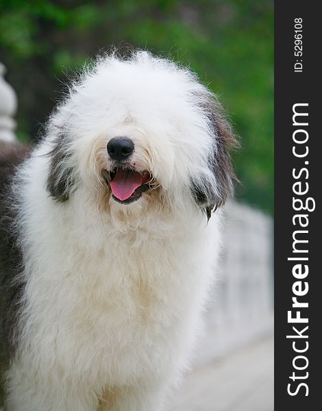 A beautiful english old sheepdog,outdoors