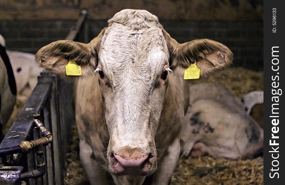 Milk Cows in a cow barn