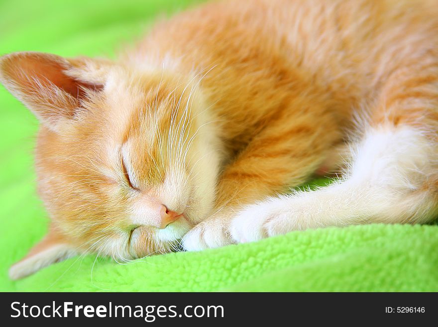 Little red kitten sleeping on green sofa