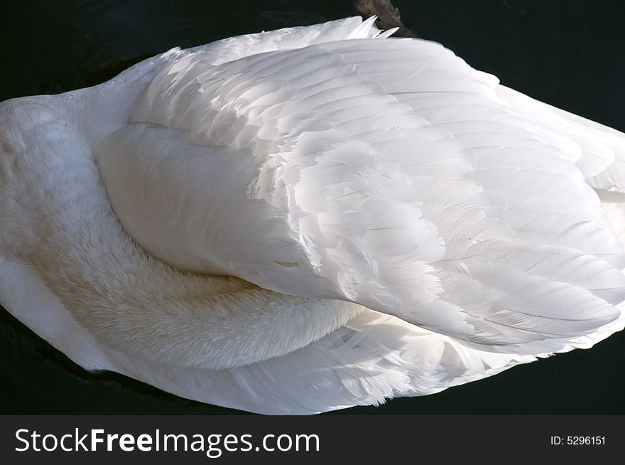 Swan Sleeping