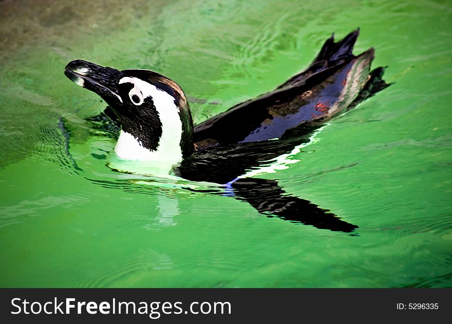 A penguin taking a swimm round in green pool of water. A penguin taking a swimm round in green pool of water