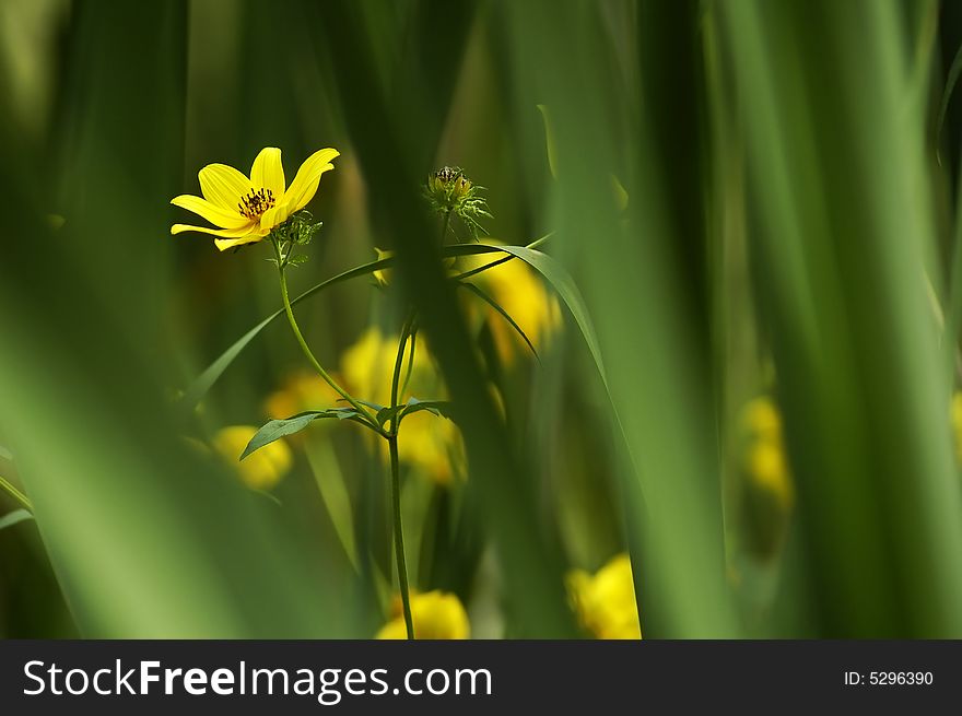 Flower in Creek Bed