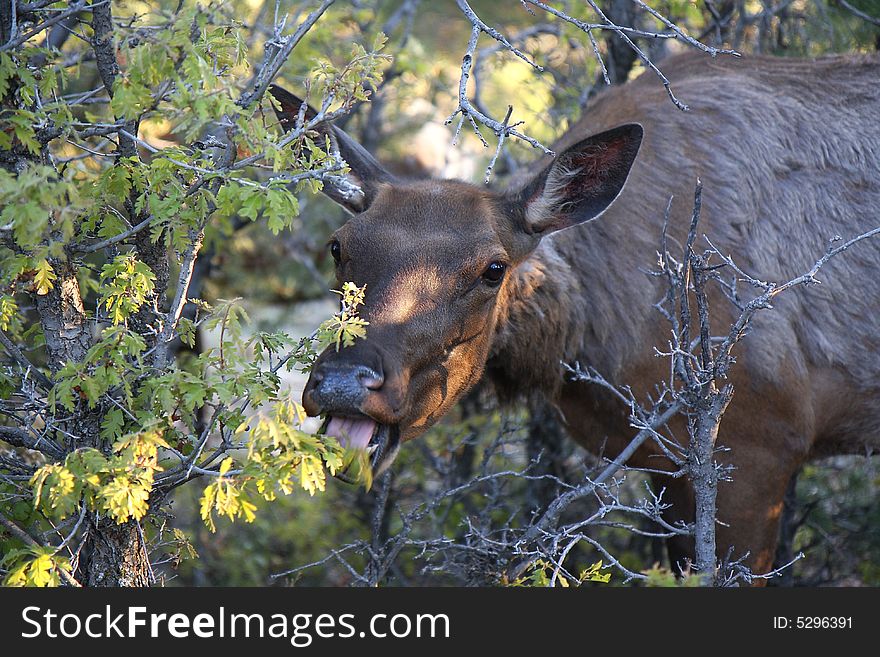 View of elk female eating