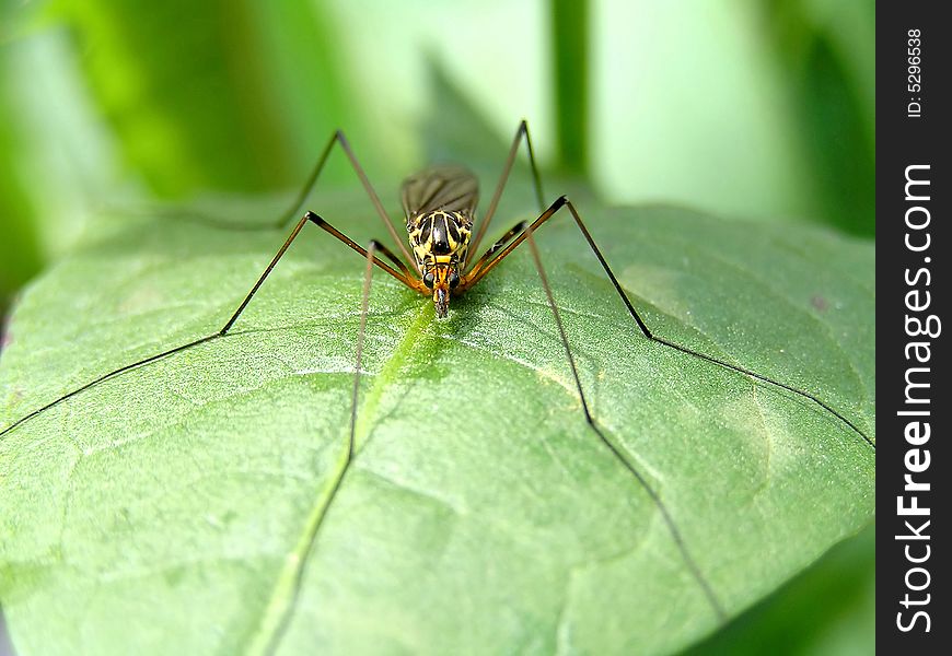 Mosquito sits quietly on a piece of wood, awaiting its next victim