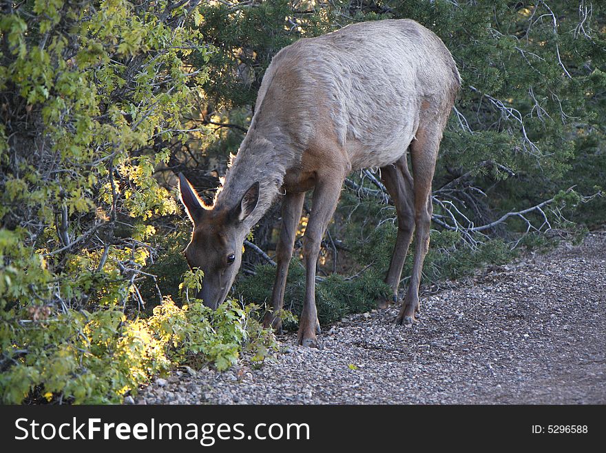 Elk Female Eating