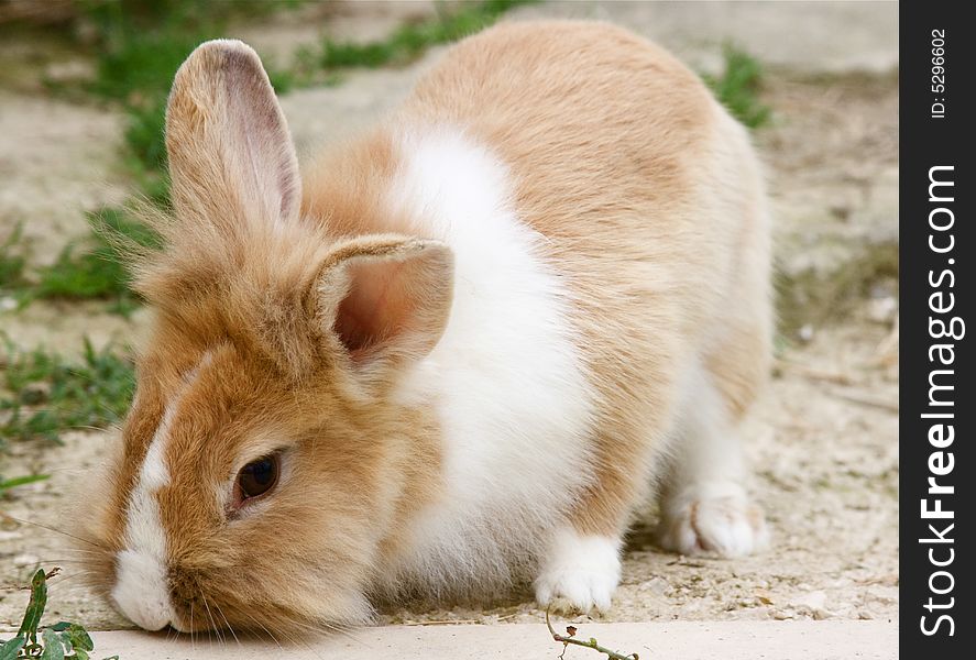 A cute bunny looking down