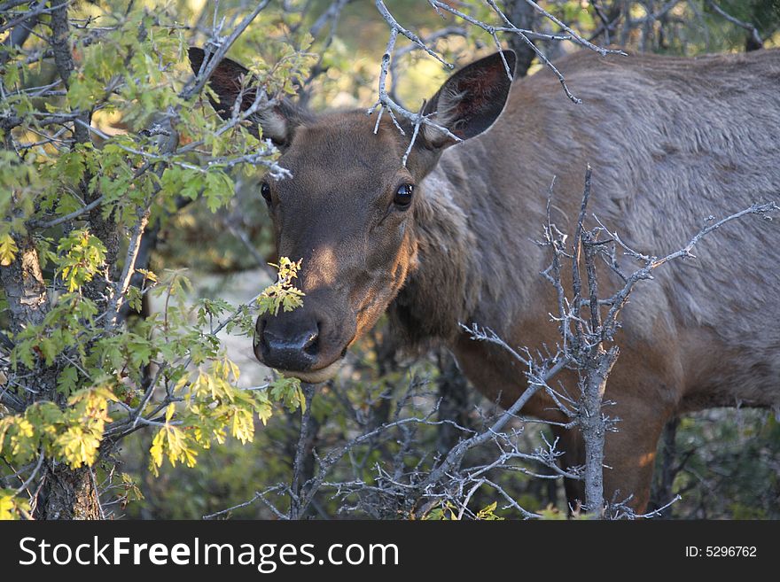 Elk Female Eating