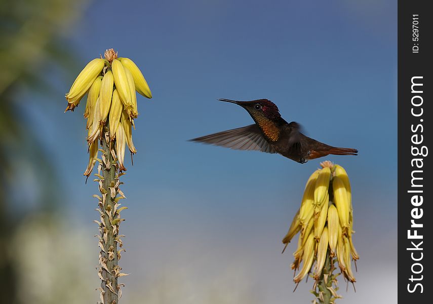 Ruby-throated hummingbird (archilochus colubris)