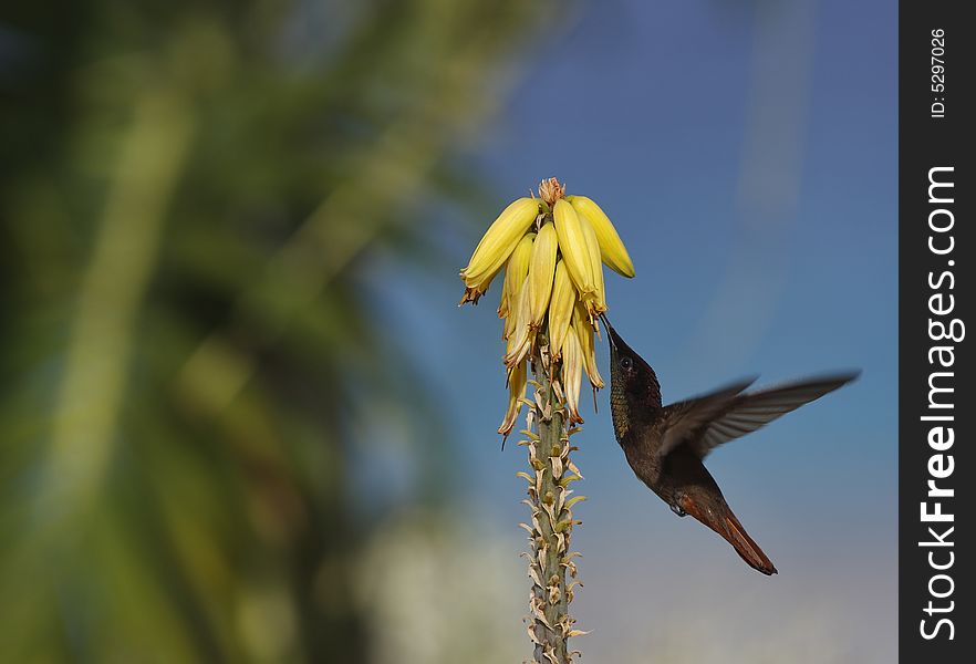 Ruby-throated Hummingbird (archilochus Colubris)