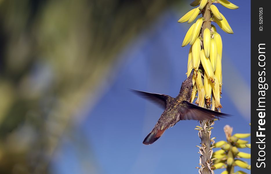 Ruby-throated Hummingbird (archilochus Colubris)