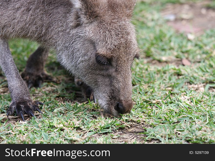 Kangaroo Grazing On Grass