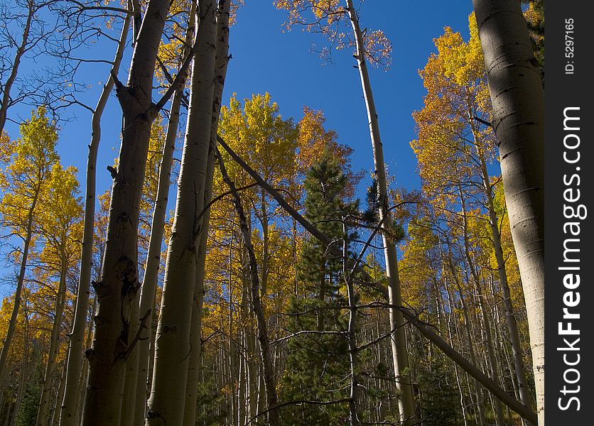 Saint Vrain Mountain Trail near Allenspark, Colorado. Saint Vrain Mountain Trail near Allenspark, Colorado