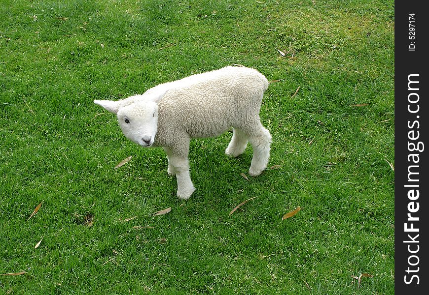 A lamb watches the crowd at a feeding zoo. A lamb watches the crowd at a feeding zoo