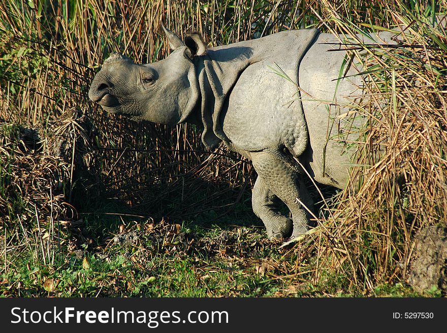 World’ precious One horn rhinoceros in the forest of Kajiranga national park(World heritage site). World’ precious One horn rhinoceros in the forest of Kajiranga national park(World heritage site)