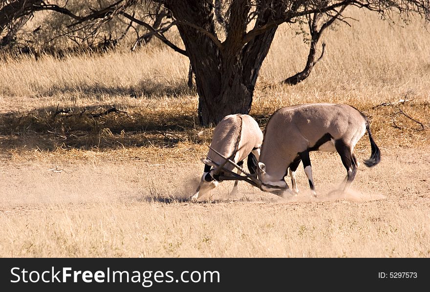 Two gemsbok fighting in Kgalagadi Transfrontier Park. Two gemsbok fighting in Kgalagadi Transfrontier Park