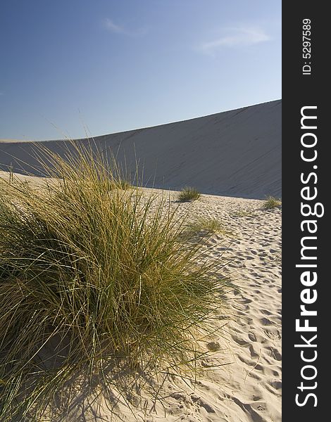 The dune on desert Leba - Poland. The dune on desert Leba - Poland