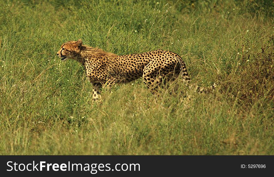 Single Cheetah Running Through The Grass