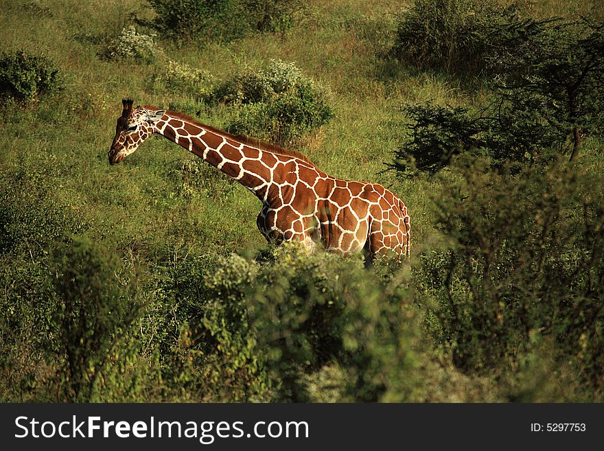 Single giraffe in Samburu Kenya Africa