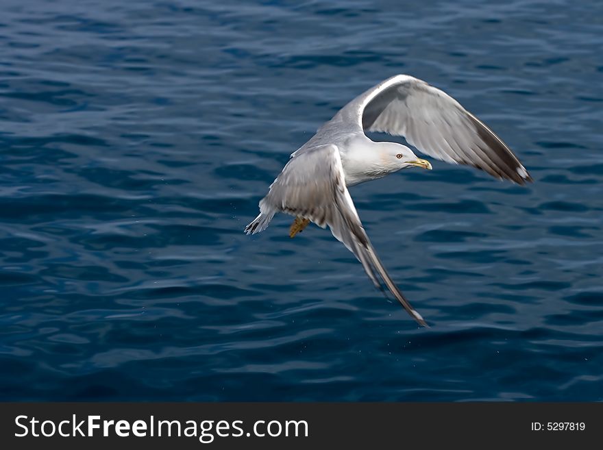 Seagull flying with sea surface  in background