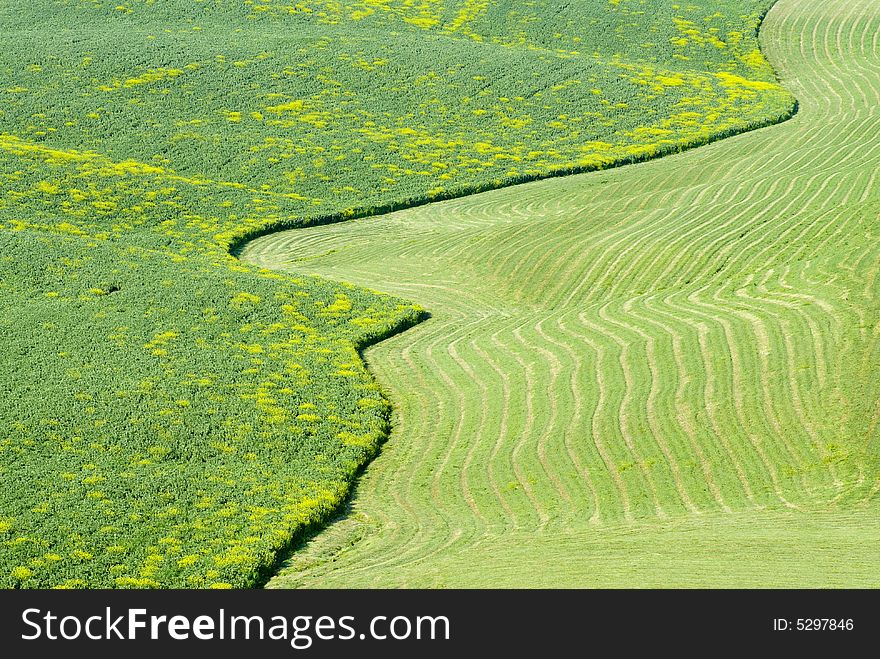 A green cultivated field in Tuscany. A green cultivated field in Tuscany