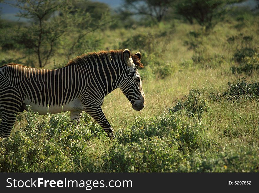 Zebra in Samburu Kenya Africa