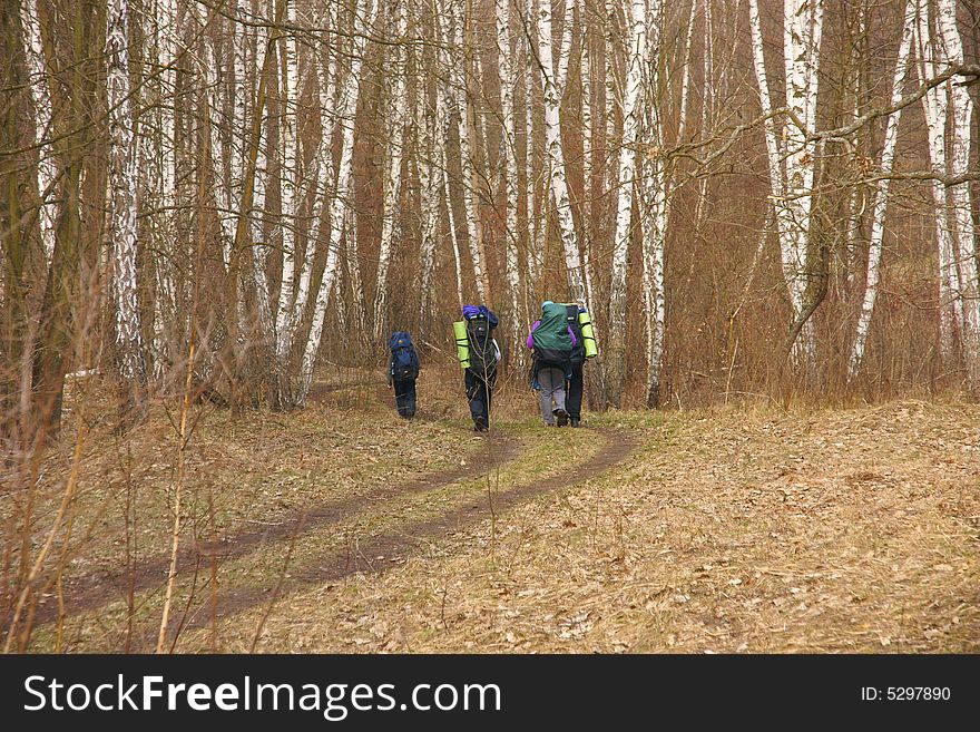 Tourists go to the birch forest on a road