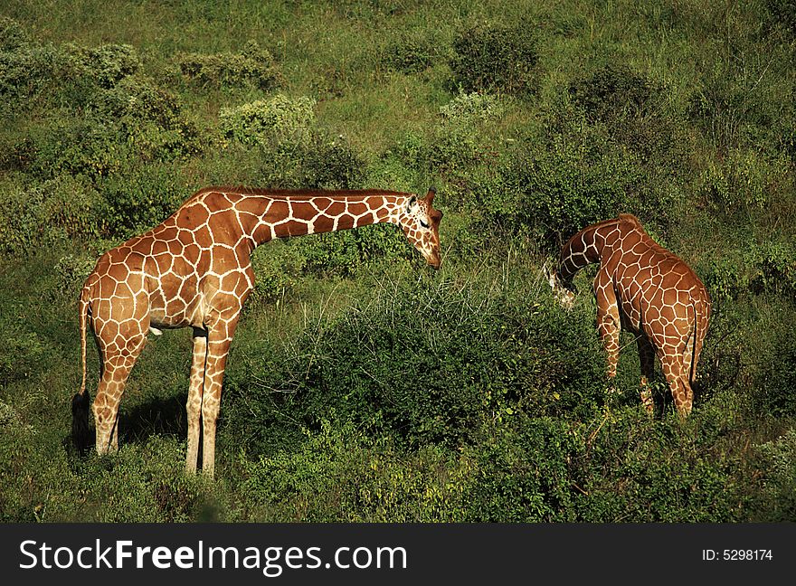 Two giraffe feeding