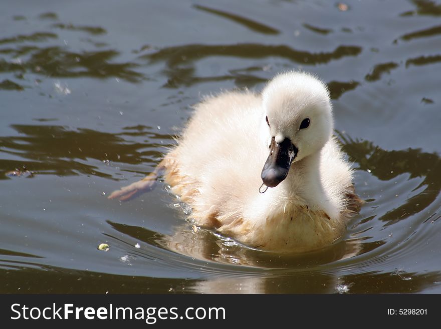 Baby swan swimming on a lake.