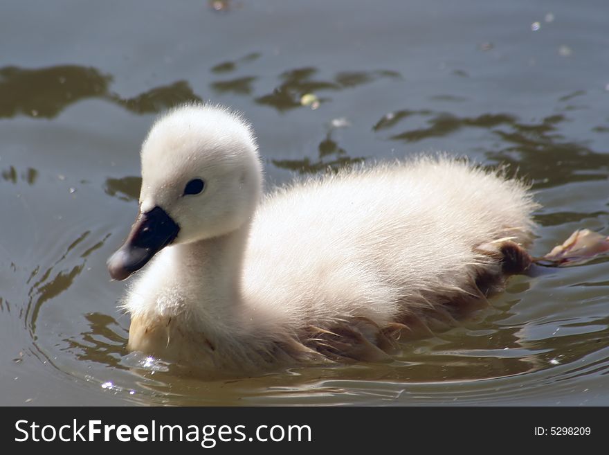 Baby swan swimming on a lake.