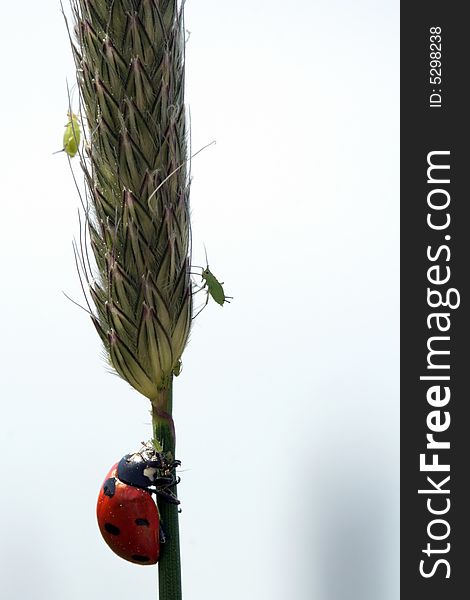 Ladybug eating plant lice on a wheat stem. Ladybug eating plant lice on a wheat stem.