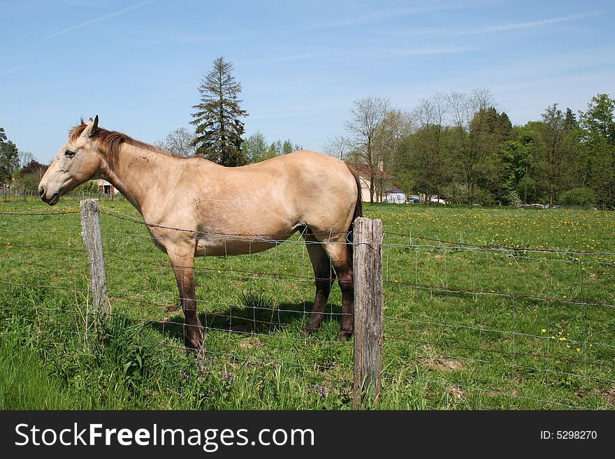 Beige horse in a field, standing near a fence.