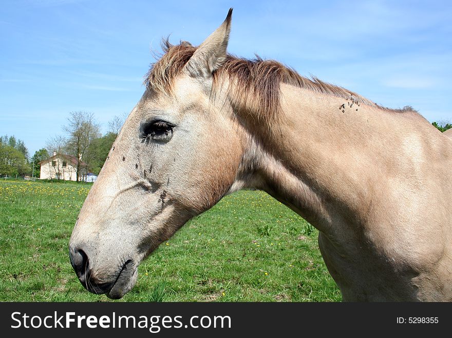 Head of a beige horse in a field, with flies. Head of a beige horse in a field, with flies.