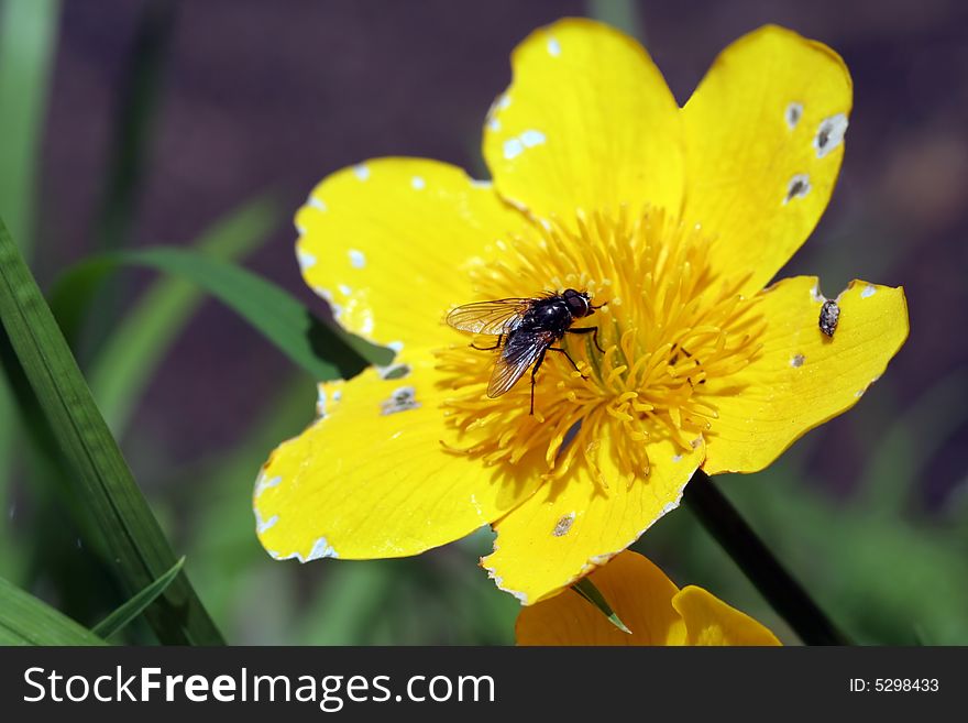 Domestic black fly on a caltha palustris flower. Domestic black fly on a caltha palustris flower.