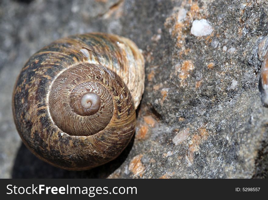 Helix aspersa, or garden snail, on a stone wall.