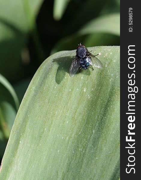 Domestic blue fly on a tulip leaf. Domestic blue fly on a tulip leaf.