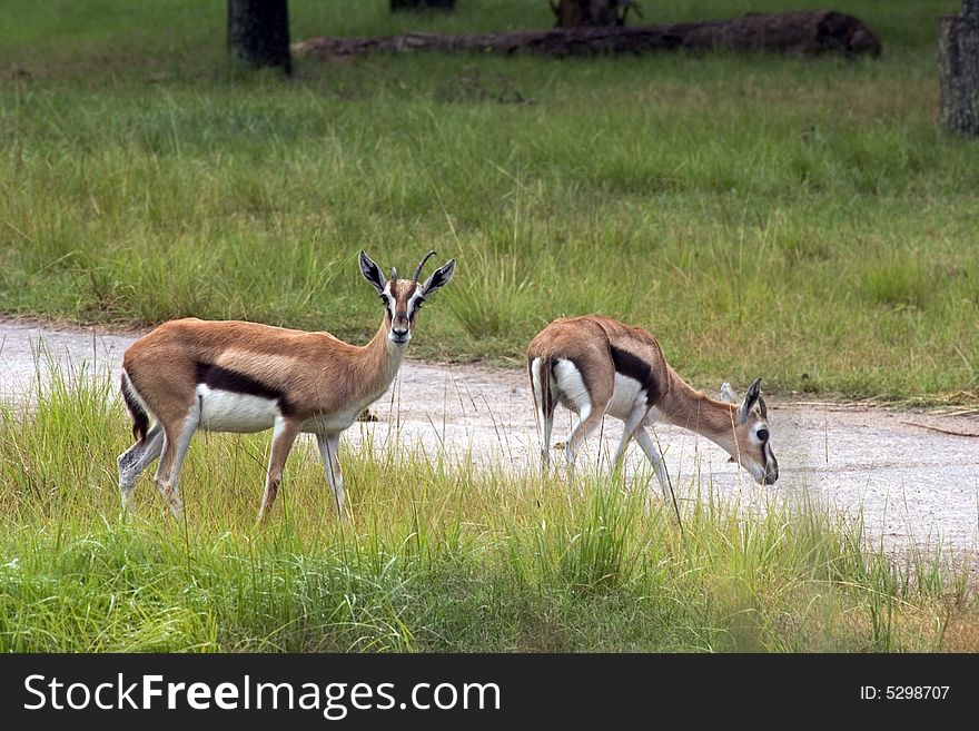 Two Young Impalas