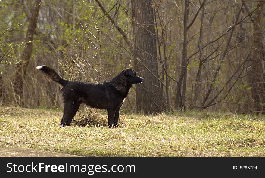 Big black dog looking into the distance