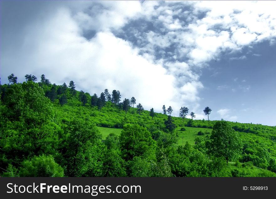 Green forest and beauty sky