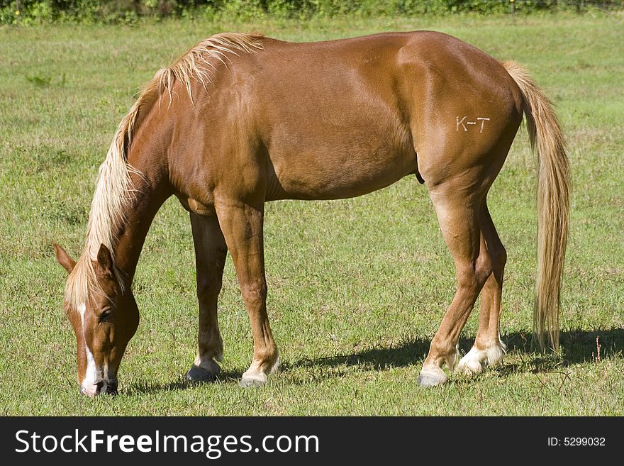 A horse grazing in an open pasture. A horse grazing in an open pasture.