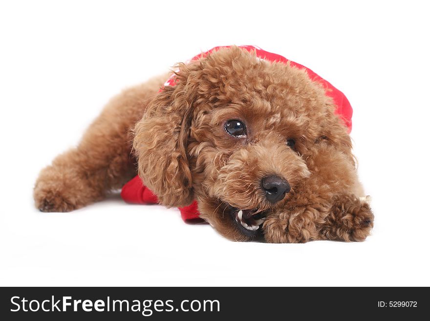 Toy poodle with puppy cut in large red T-shirt