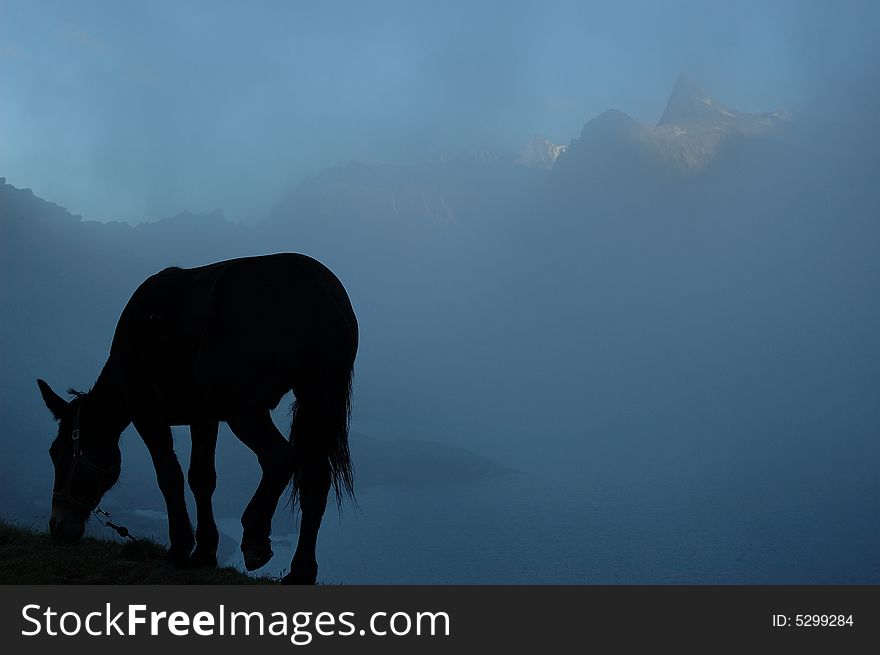 Early in the morning, the fog rises from the pond and a mule grazes. Grand-Saint-Bernard pass between Italy and Switzerland. Early in the morning, the fog rises from the pond and a mule grazes. Grand-Saint-Bernard pass between Italy and Switzerland