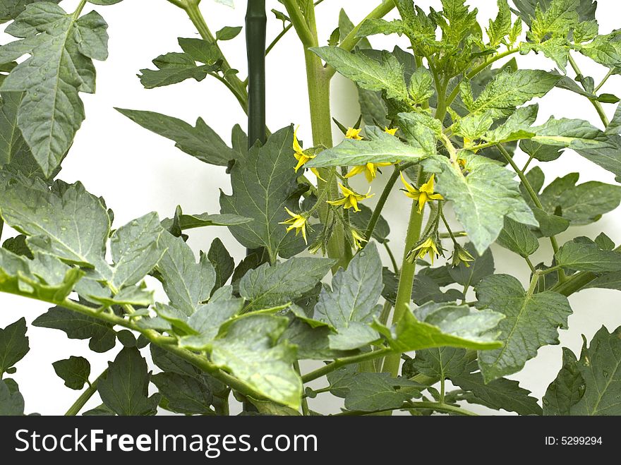 Flowering tomatoes after rain on white background