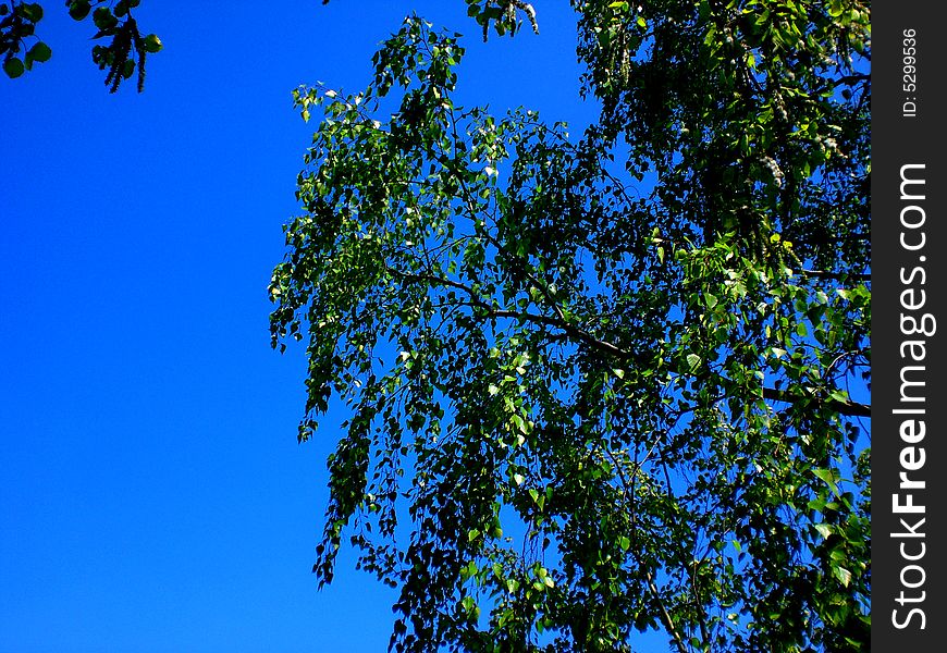 Alate spring, a birch is mooving its branches because of a slight wind. Alate spring, a birch is mooving its branches because of a slight wind.